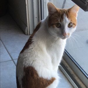 Meet your Posher, Nihan